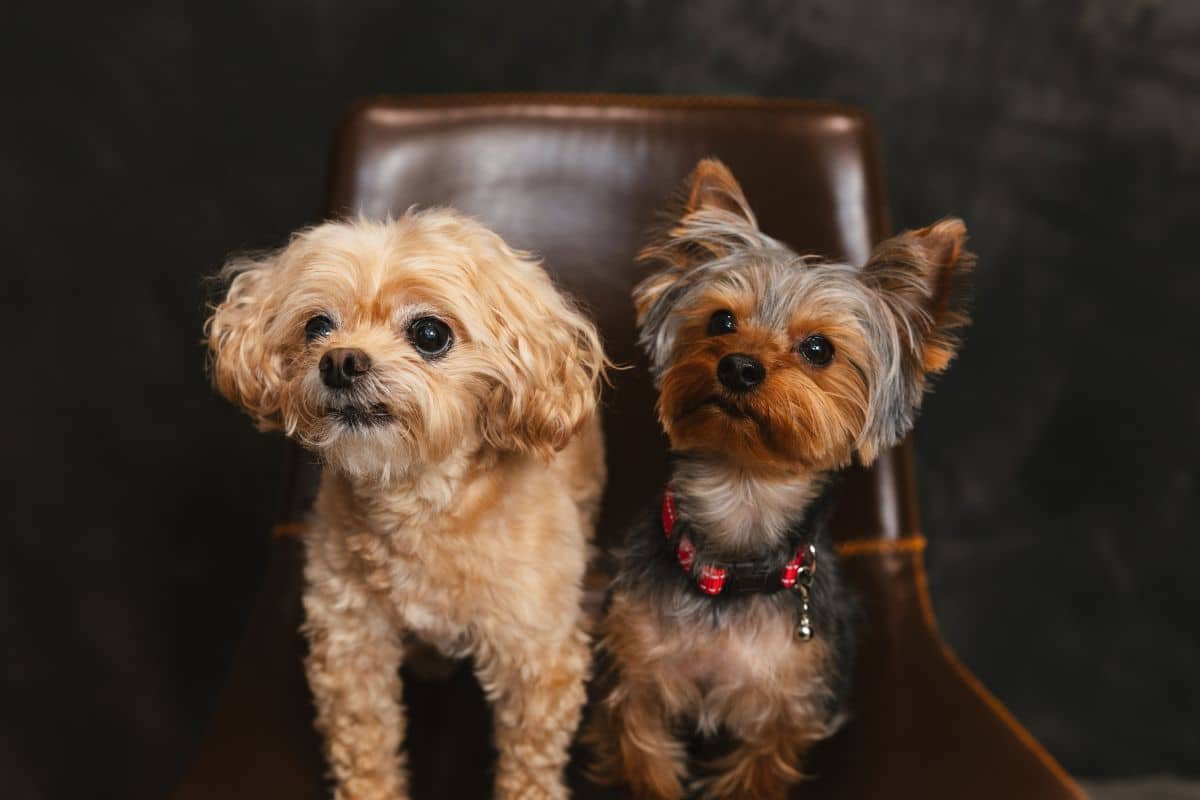 Fairfax Dentist | Family & Cosmetic Dentistry | Fair Lakes Dentistry 11 fair lakes family and cosmetic dentistry pups